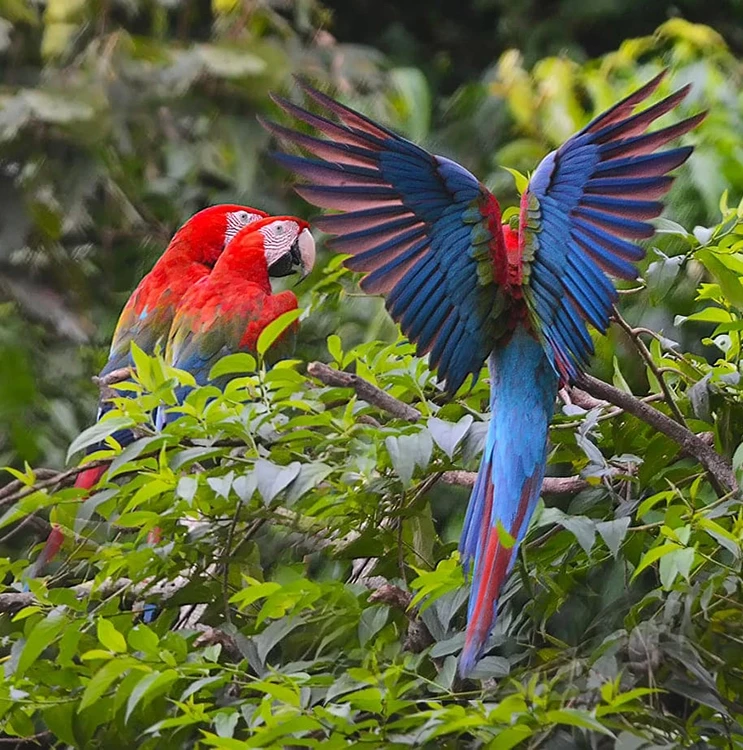 Amazon Jungle Peru