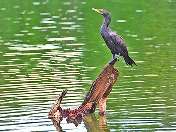 Lake Sandoval