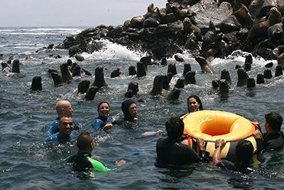 Palomino Island Lima