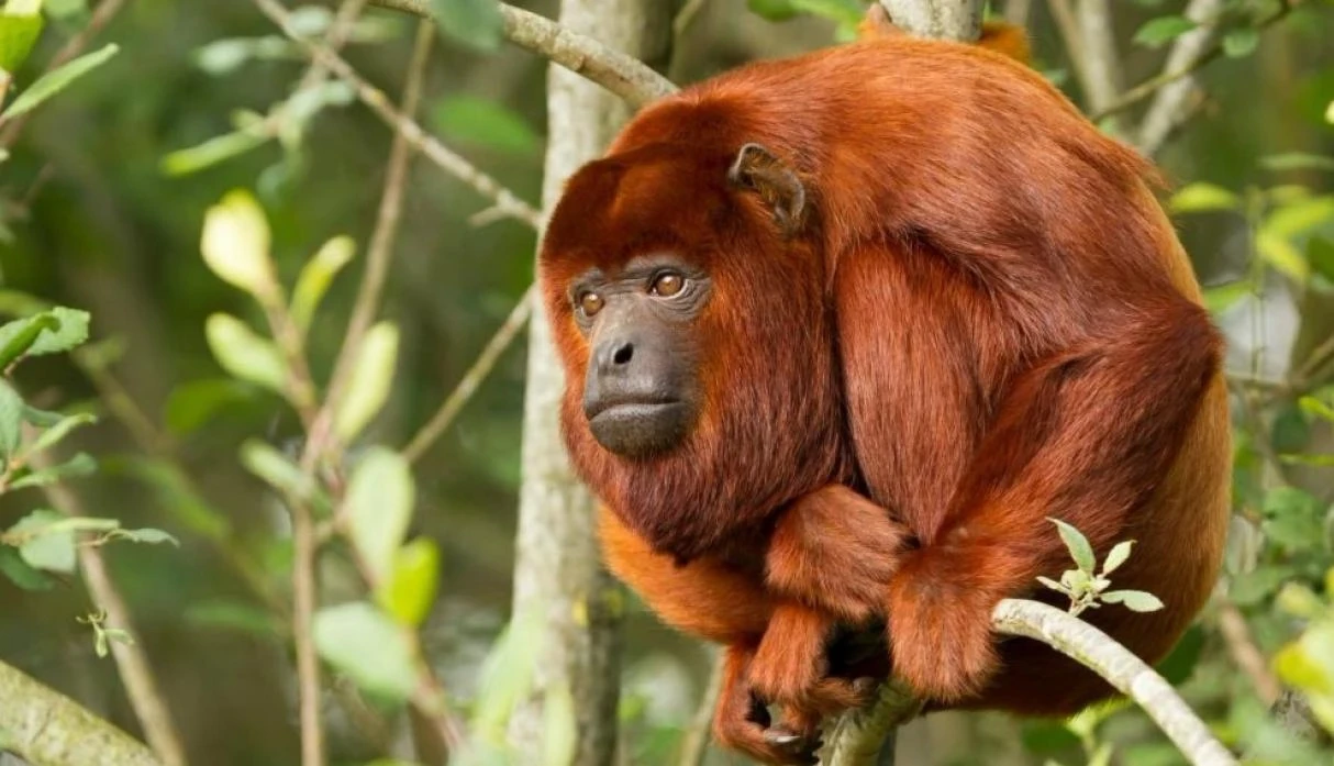 Amazon Peru