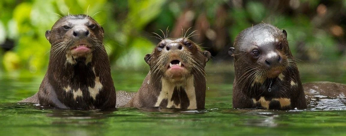 Tambopata Peru