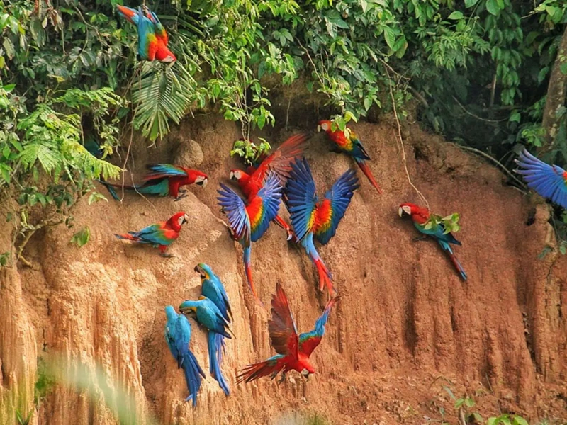 Amazon Wildlife Family Adventure