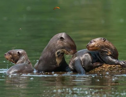 Amazon Jungle to Machu Picchu