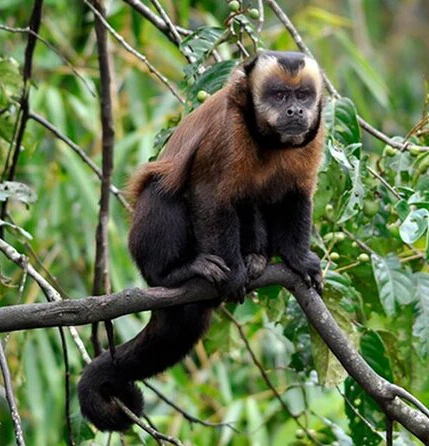 Hacienda Concepcion Extended