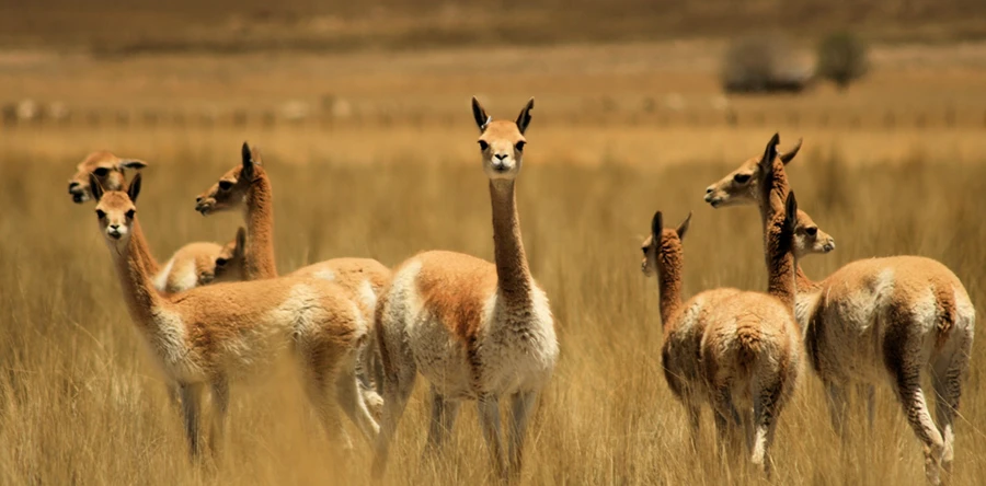 Andean Vicuñas in Pampa Cañahuas