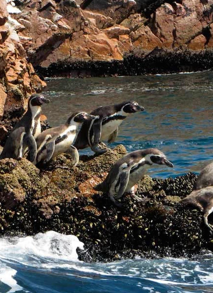 Paracas Ica Nazca Expedition