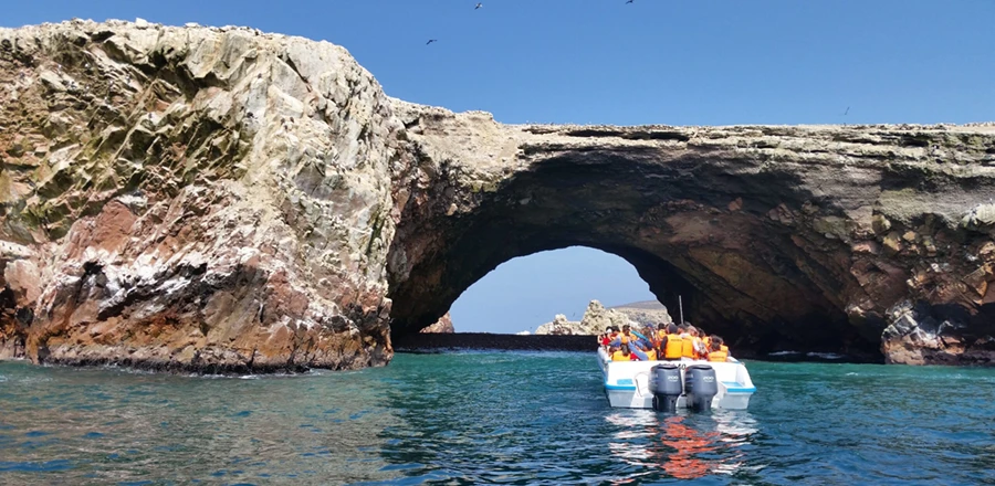 Ballestas Islands Wildlife