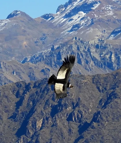 Colca Canyon Condor