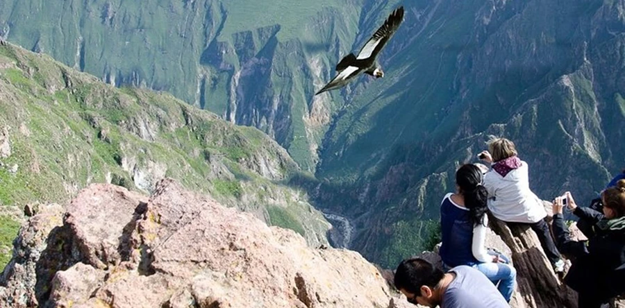 Colca Canyon Condors