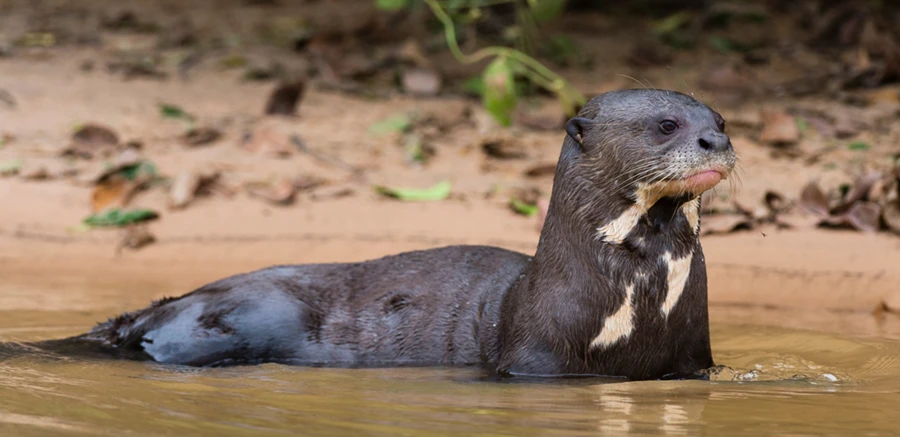 Lake Sandoval Giant River Otter