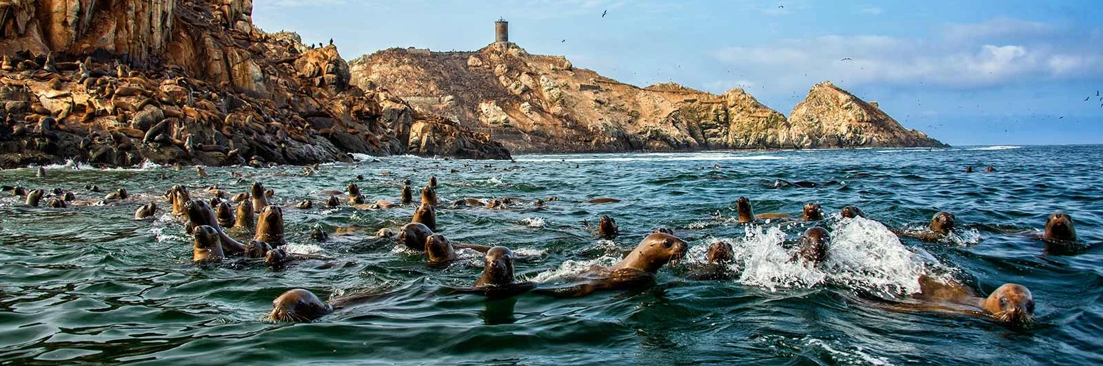 Palomino Islands Sea Lions