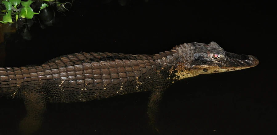 Lake Sandoval Giant River Otter